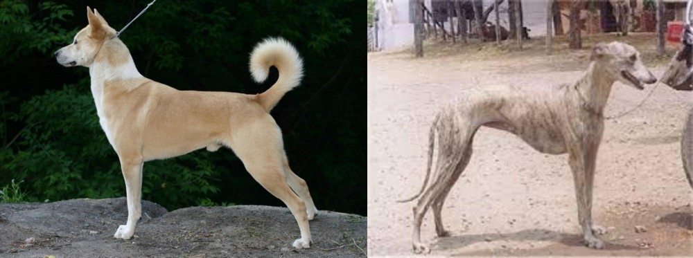 Rampur Greyhound vs Canaan Dog - Breed Comparison