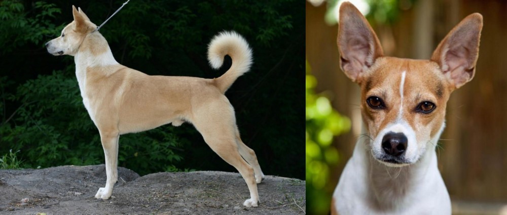 Rat Terrier vs Canaan Dog - Breed Comparison