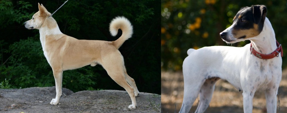 Ratonero Bodeguero Andaluz vs Canaan Dog - Breed Comparison