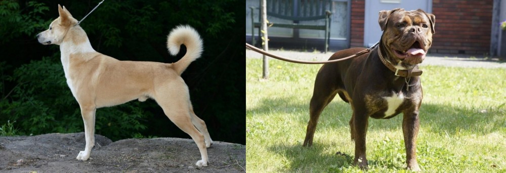 Renascence Bulldogge vs Canaan Dog - Breed Comparison