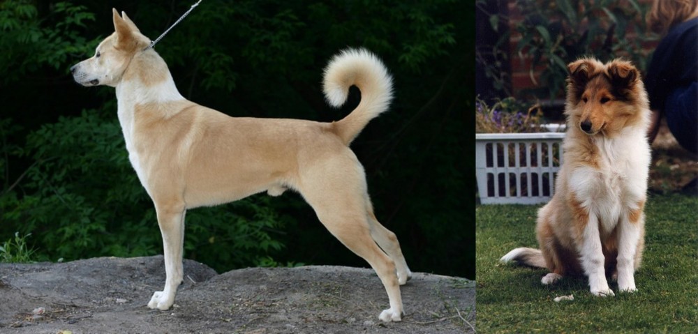 Rough Collie vs Canaan Dog - Breed Comparison