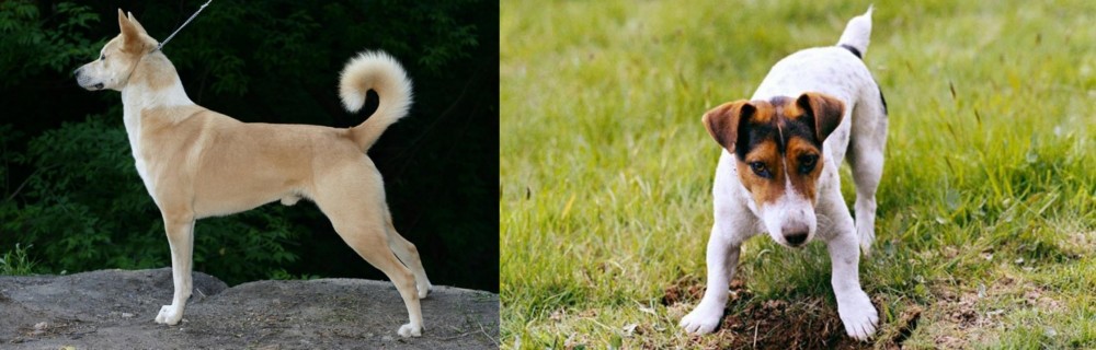 Russell Terrier vs Canaan Dog - Breed Comparison