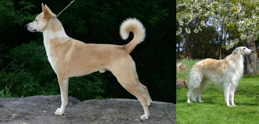 Russian Hound vs Canaan Dog - Breed Comparison
