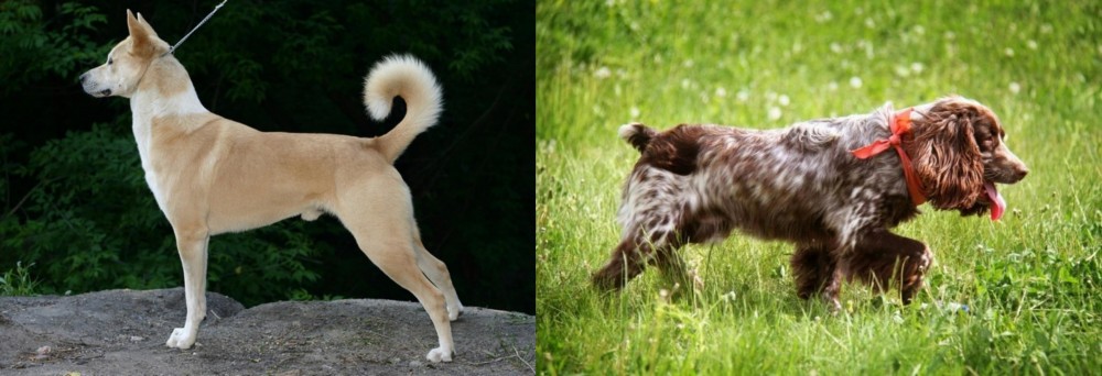 Russian Spaniel vs Canaan Dog - Breed Comparison