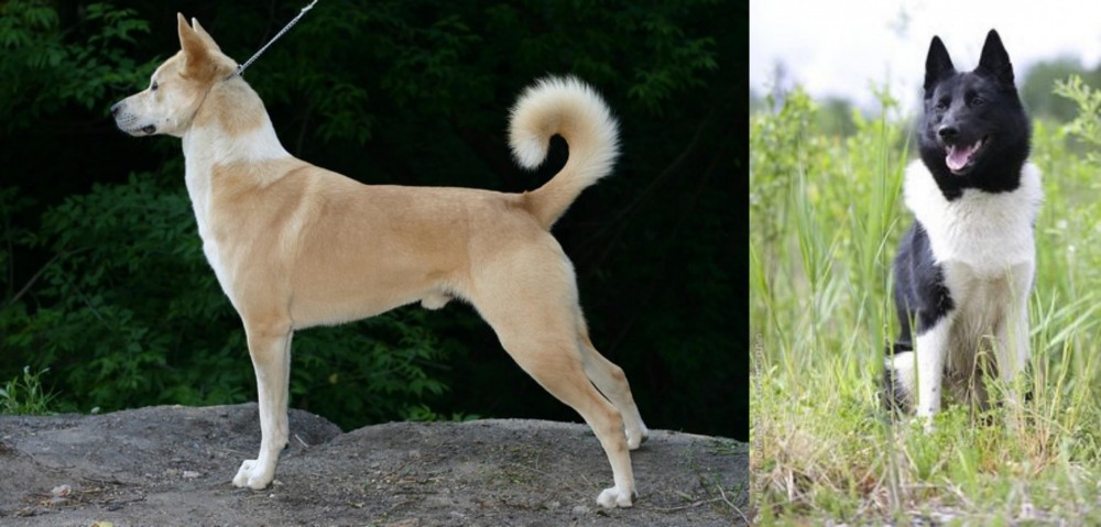 Russo-European Laika vs Canaan Dog - Breed Comparison