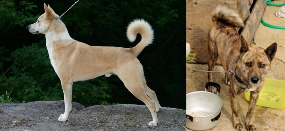 Ryukyu Inu vs Canaan Dog - Breed Comparison