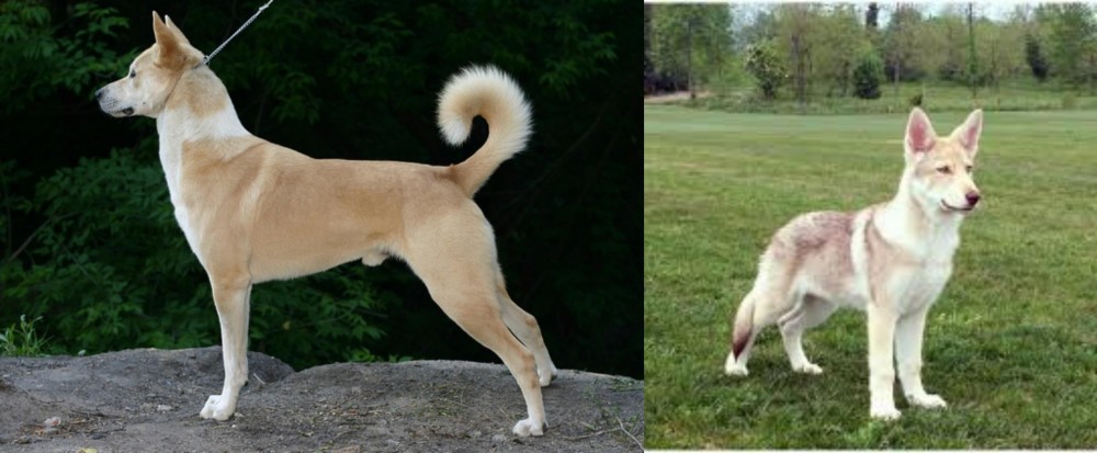 Saarlooswolfhond vs Canaan Dog - Breed Comparison