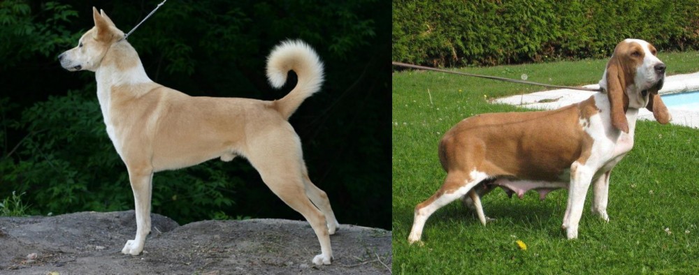 Sabueso Espanol vs Canaan Dog - Breed Comparison