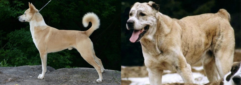 Sage Koochee vs Canaan Dog - Breed Comparison