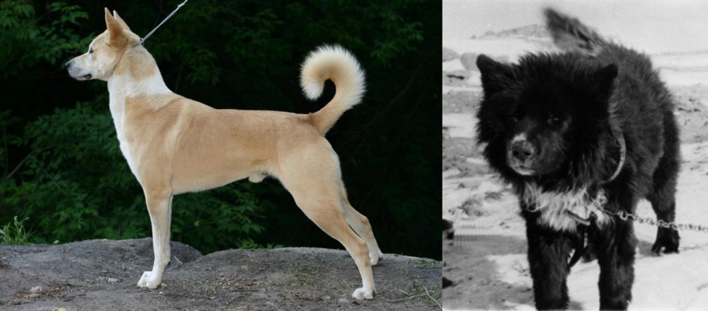 Sakhalin Husky vs Canaan Dog - Breed Comparison