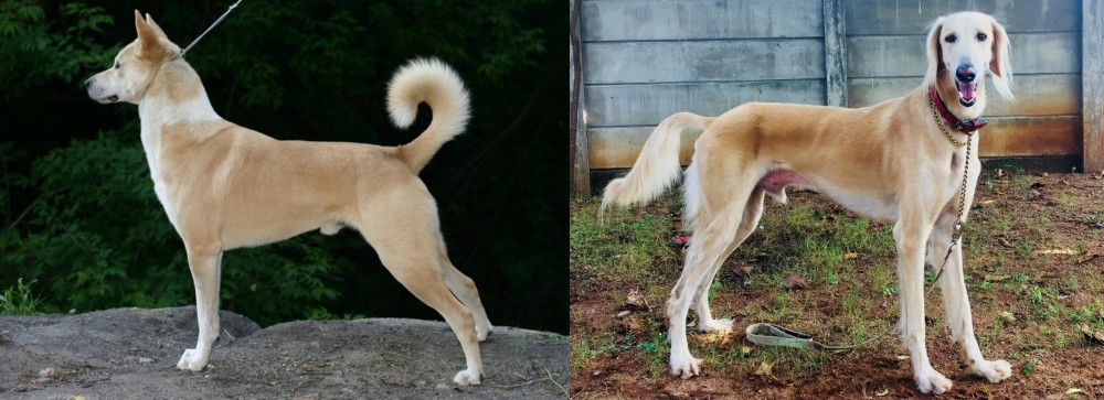 Saluki vs Canaan Dog - Breed Comparison