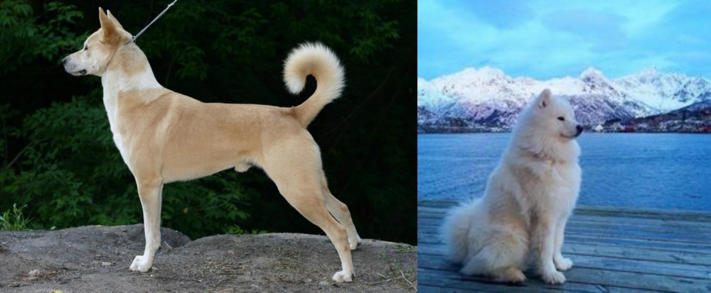 Samoyed vs Canaan Dog - Breed Comparison
