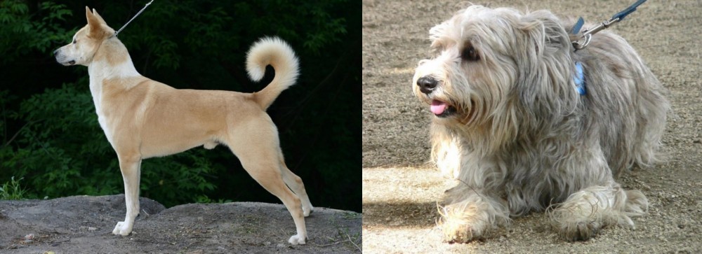 Sapsali vs Canaan Dog - Breed Comparison