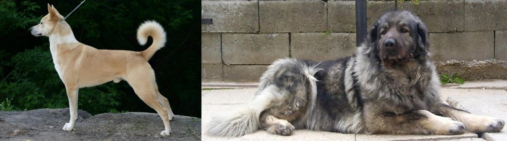 Sarplaninac vs Canaan Dog - Breed Comparison