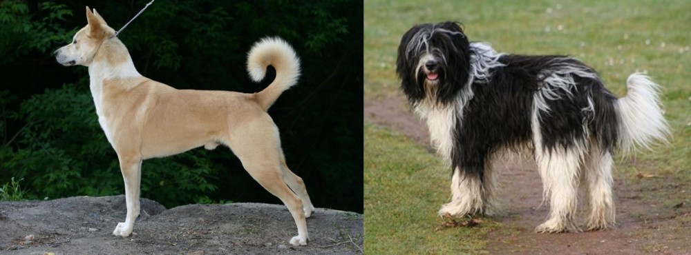 Schapendoes vs Canaan Dog - Breed Comparison