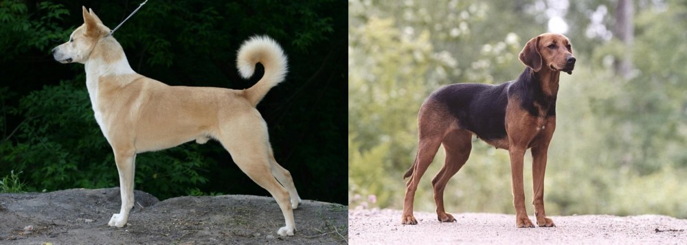 Schillerstovare vs Canaan Dog - Breed Comparison