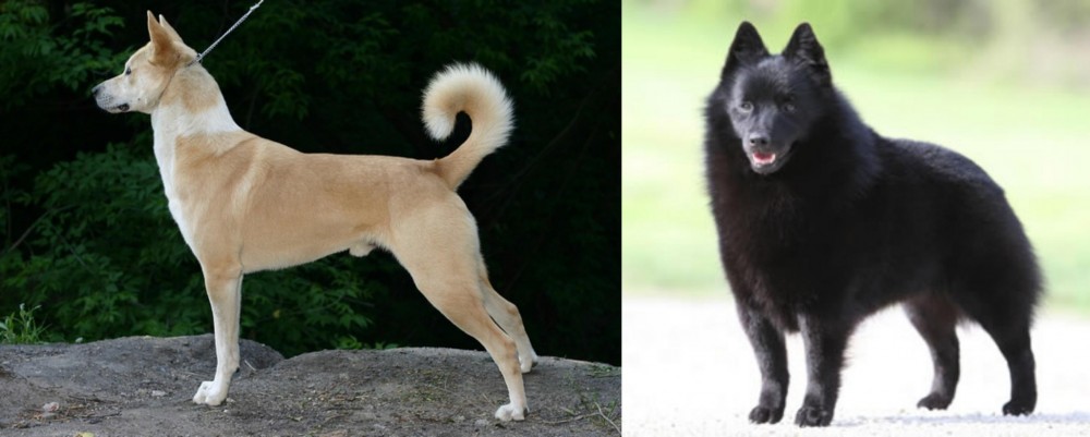 Schipperke vs Canaan Dog - Breed Comparison