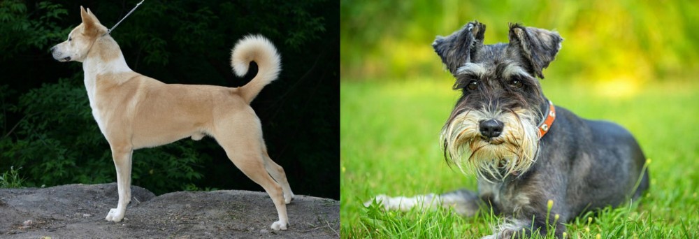 Schnauzer vs Canaan Dog - Breed Comparison