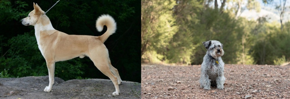 Schnoodle vs Canaan Dog - Breed Comparison