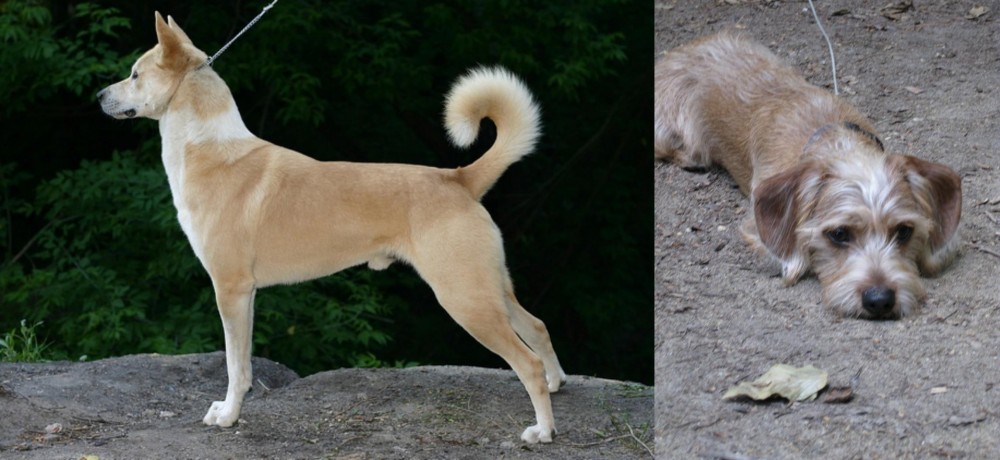 Schweenie vs Canaan Dog - Breed Comparison