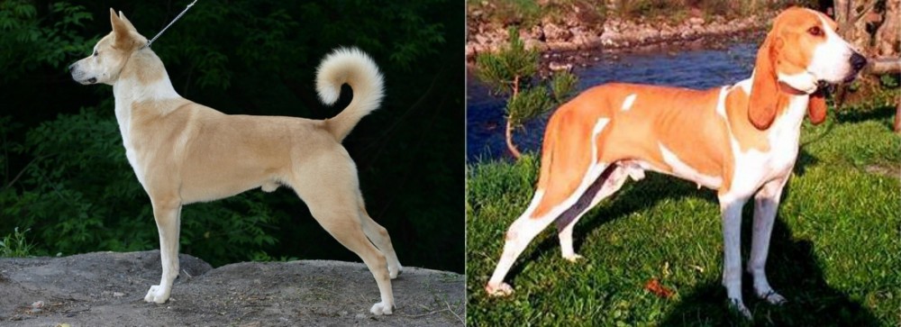 Schweizer Laufhund vs Canaan Dog - Breed Comparison