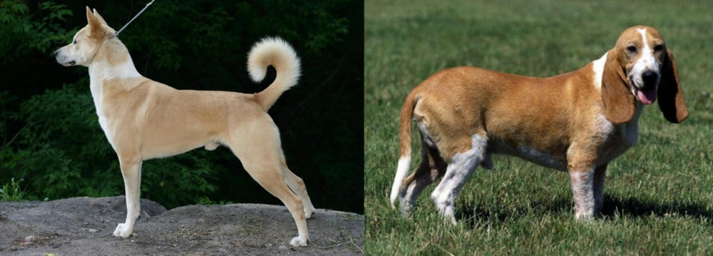 Schweizer Niederlaufhund vs Canaan Dog - Breed Comparison
