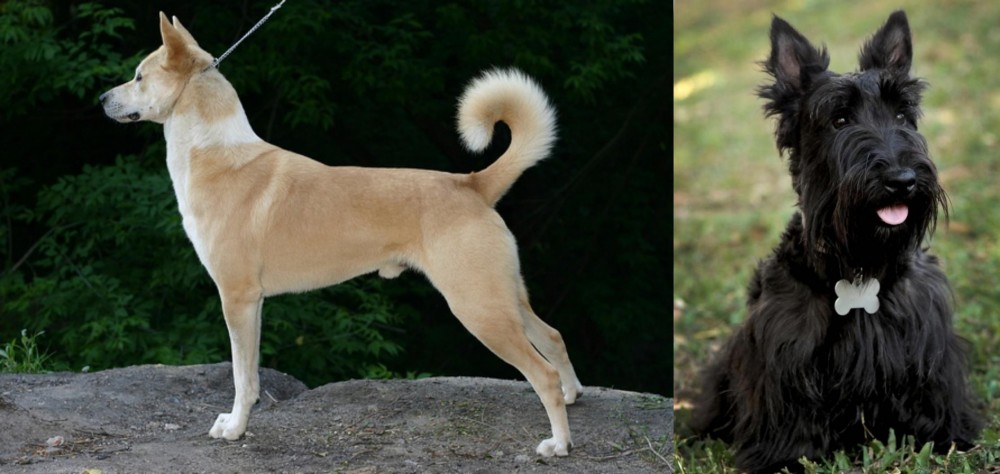 Scoland Terrier vs Canaan Dog - Breed Comparison