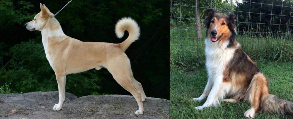 Scotch Collie vs Canaan Dog - Breed Comparison