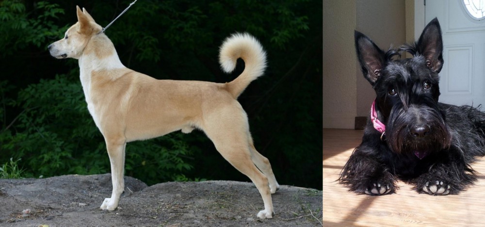 Scottish Terrier vs Canaan Dog - Breed Comparison