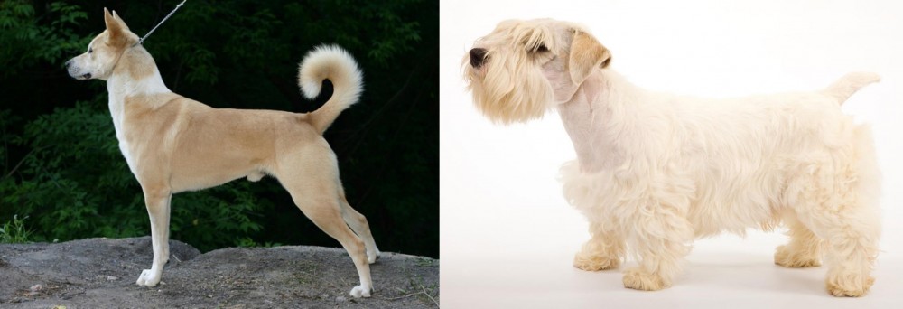 Sealyham Terrier vs Canaan Dog - Breed Comparison