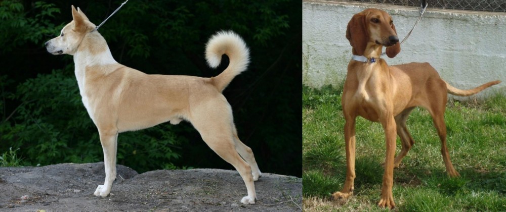 Segugio Italiano vs Canaan Dog - Breed Comparison