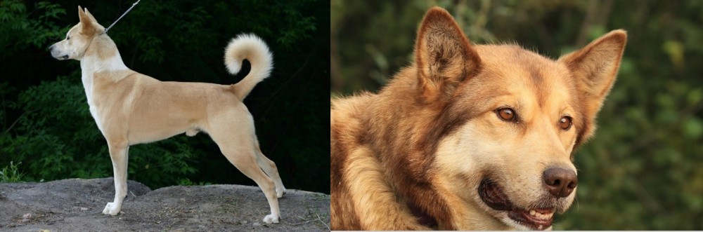 Seppala Siberian Sleddog vs Canaan Dog - Breed Comparison