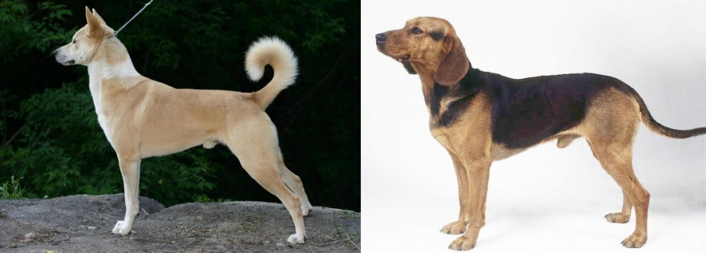 Serbian Hound vs Canaan Dog - Breed Comparison