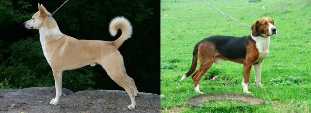 Serbian Tricolour Hound vs Canaan Dog - Breed Comparison