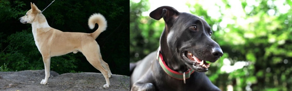 Shepard Labrador vs Canaan Dog - Breed Comparison