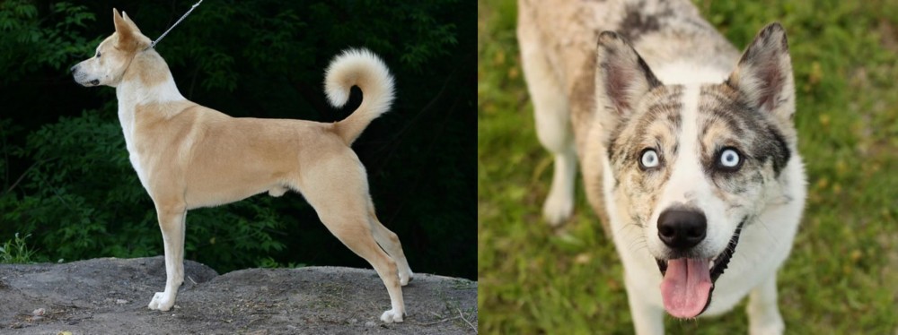 Shepherd Husky vs Canaan Dog - Breed Comparison