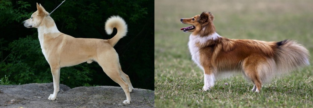 Shetland Sheepdog vs Canaan Dog - Breed Comparison