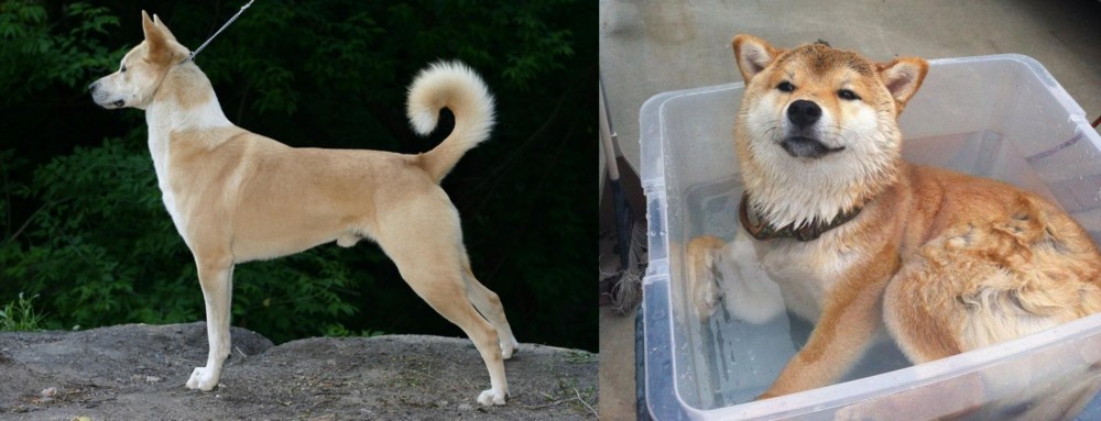 Shiba Inu vs Canaan Dog - Breed Comparison
