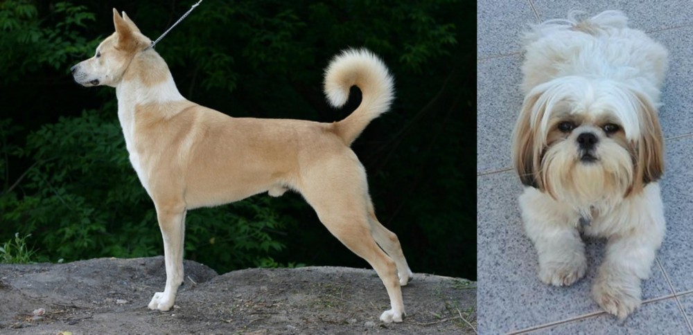 Shih Tzu vs Canaan Dog - Breed Comparison