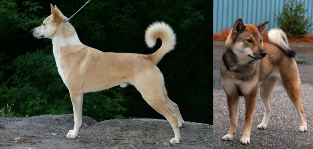 Shikoku vs Canaan Dog - Breed Comparison