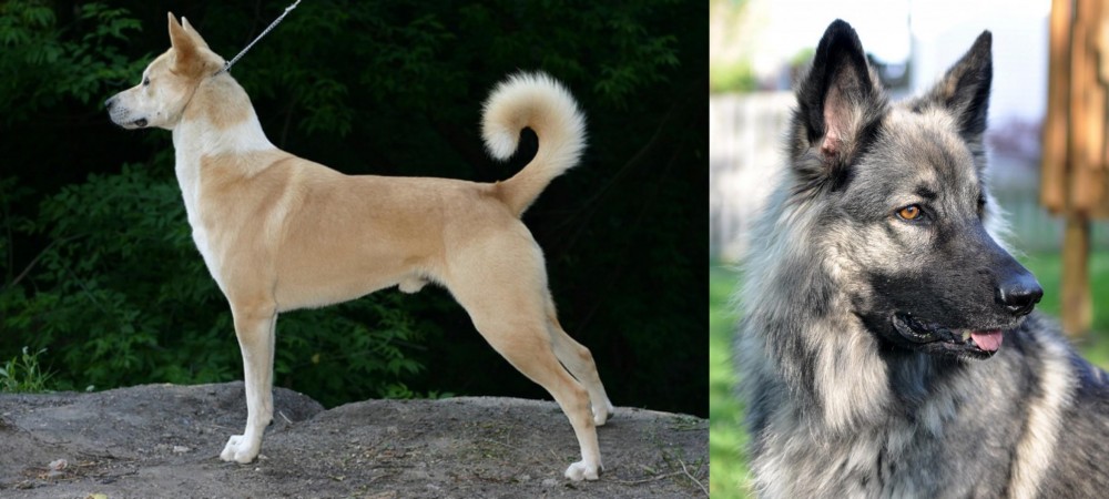 Shiloh Shepherd vs Canaan Dog - Breed Comparison