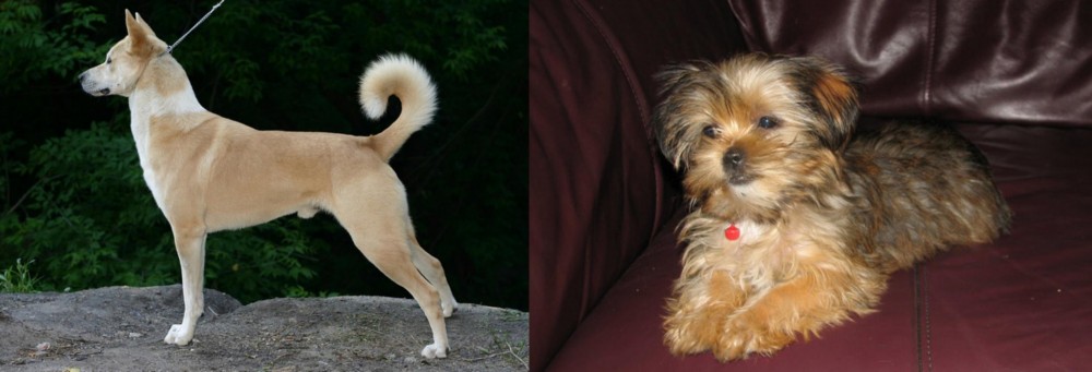 Shorkie vs Canaan Dog - Breed Comparison