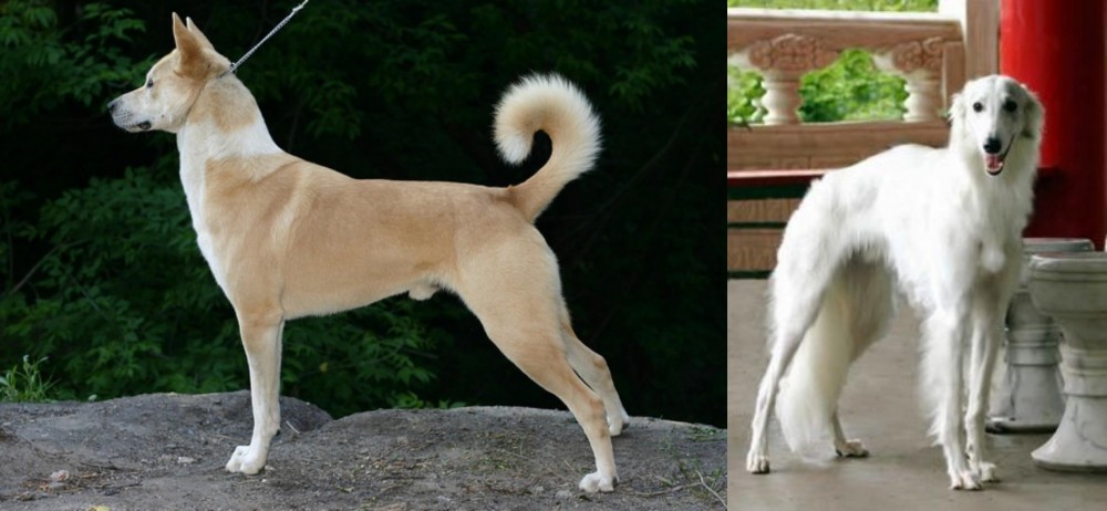 Silken Windhound vs Canaan Dog - Breed Comparison