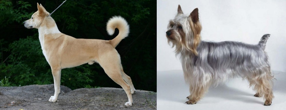 Silky Terrier vs Canaan Dog - Breed Comparison