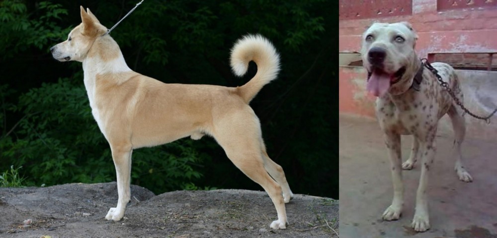 Sindh Mastiff vs Canaan Dog - Breed Comparison