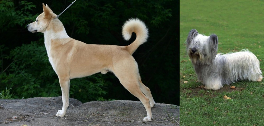 Skye Terrier vs Canaan Dog - Breed Comparison