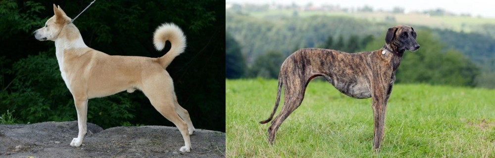 Sloughi vs Canaan Dog - Breed Comparison