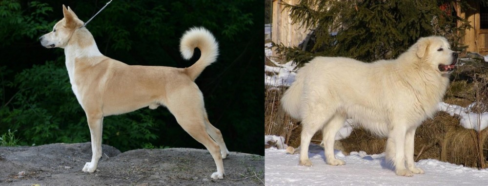 Slovak Cuvac vs Canaan Dog - Breed Comparison