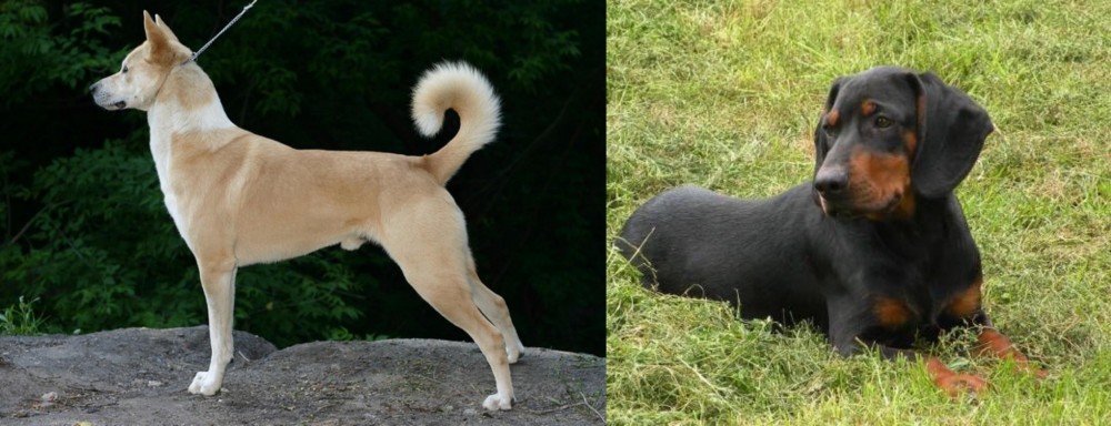 Slovakian Hound vs Canaan Dog - Breed Comparison