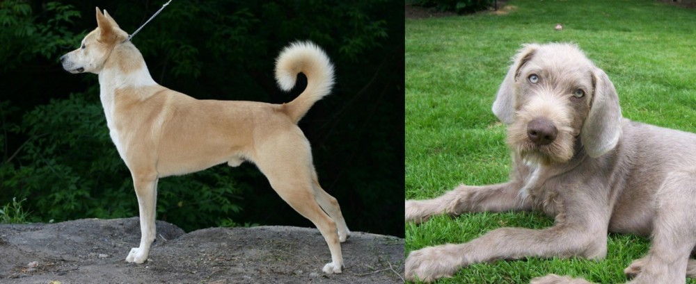 Slovakian Rough Haired Pointer vs Canaan Dog - Breed Comparison